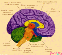 mózg kobiety;-)))