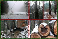 Resztki zimy w lesie- fot. Andrzej Śpiewak