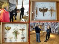 Wystawa motyli i innych owadów