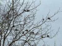 Posłowice- ptaszki na gałęzi