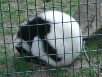 Wari czarno - biały - najgłośniejszy wsród lemurów, tym razem smacznie śpi :)