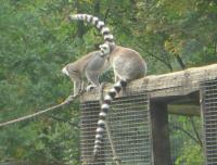 Lemury