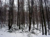 Rezerwat Barania Góra, Ciosowa Góra - zimowy spacerek 
