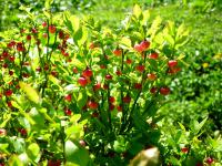 Borówka zwana popularnie czarną jagodą - tak kwitnie