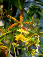 delikatne Epidendrum 