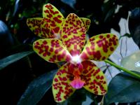 Phalaenopsis Bastian - super kropki, niech się biedronka schowa
