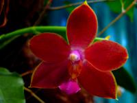 bardzo czerwony Phalaenopsis 