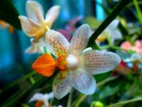Phalaenopsis Mini Marck - wdzięczna miniaturka