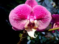 Phalaenopsis - niezrównany w kolorach i wzorach na płatkach kwiatu przyjaciel domu