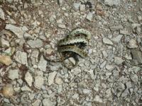 Salamandra schwytana przez żmije :)