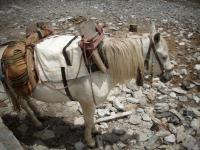 Karawany takich mułów zawoziły zaopatrzenie do schronisk położonych 2100 mnp
